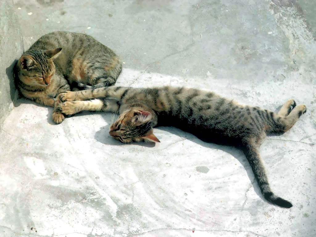 Gatti (177)